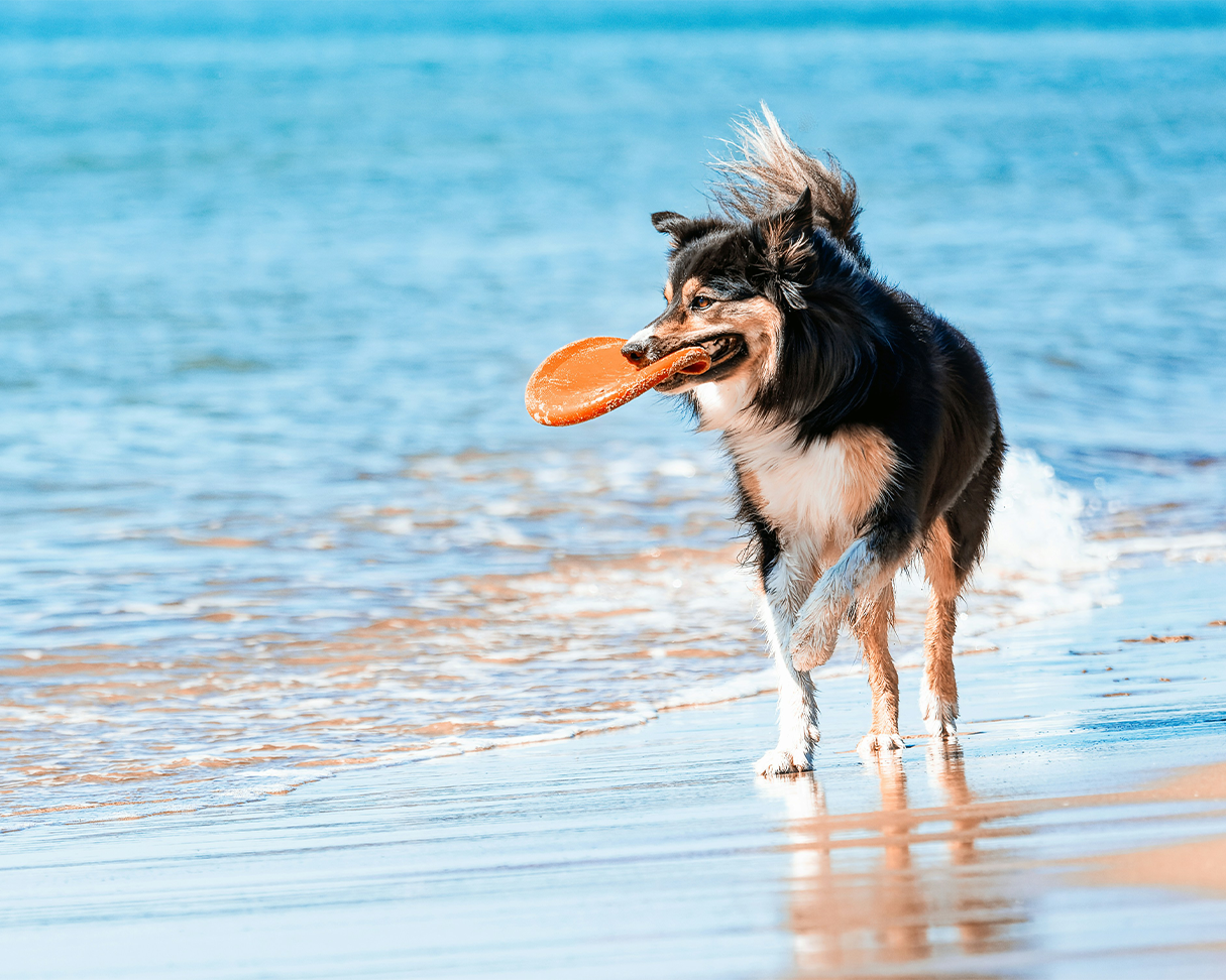 Soft Rubber Dog Frisbee – Flexible Fetch Disc Toy for Active Dogs