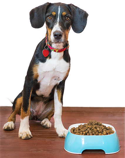 Dog sitting next to a bowl of kibble on a wooden floor.