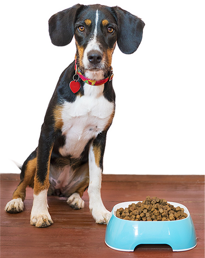 Dog sitting next to a bowl of kibble on a wooden floor.
